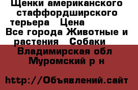 Щенки американского стаффордширского терьера › Цена ­ 20 000 - Все города Животные и растения » Собаки   . Владимирская обл.,Муромский р-н